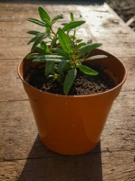 Blue Hyssop Plant (Hyssopus officinalis) | Unique Flavor, Health Benefits & Herbal Tea | 9cm Pot