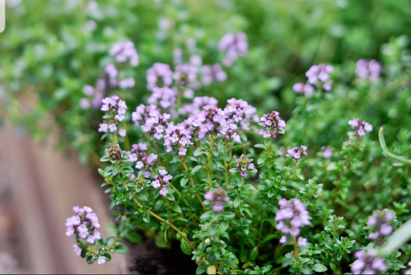 Fresh Thyme Plant (Thymus vulgaris) | Culinary Herb for Cooking & Soothing Tea | 9cm Pot