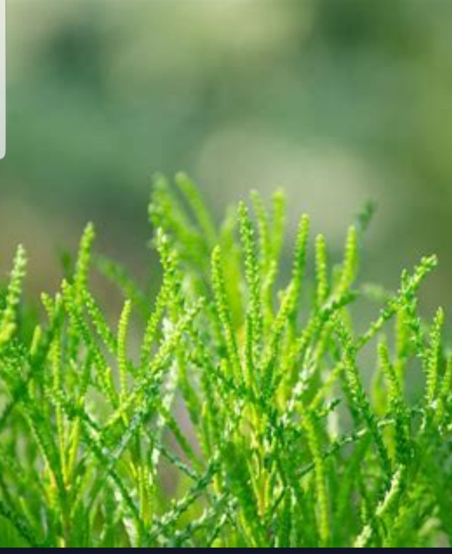 Olive Herb Plant (Santolina rosmarinifolia) | Unique Flavor & Herbal Benefits | 9cm Pot