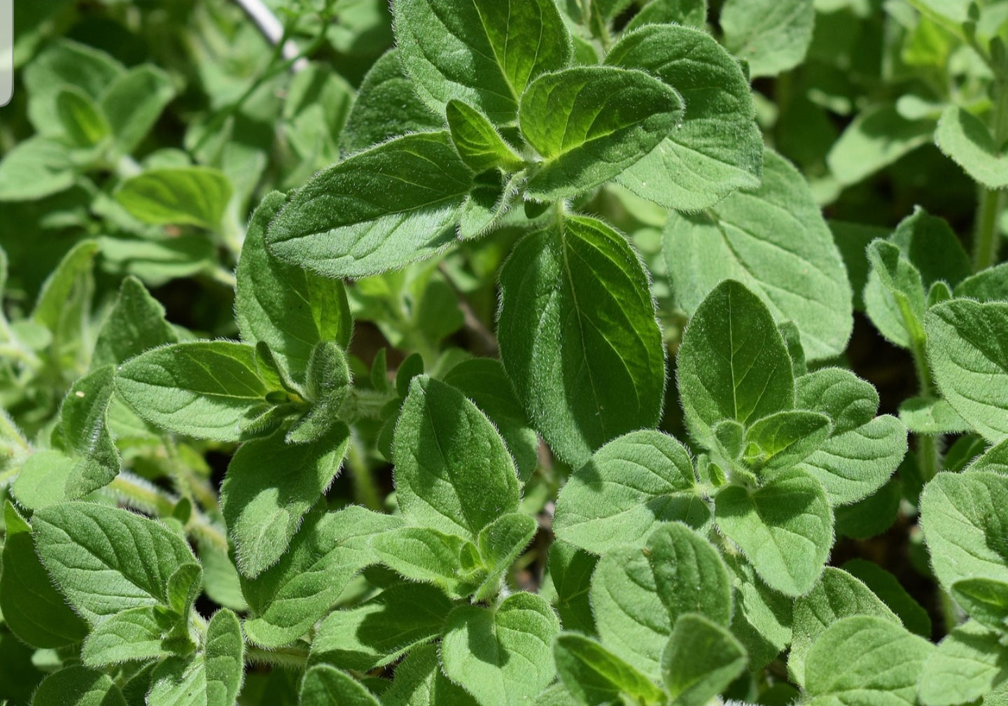 Fresh Oregano Plant (Origanum vulgare) | Mediterranean Flavor, Wellness & Tea | 9cm Pot