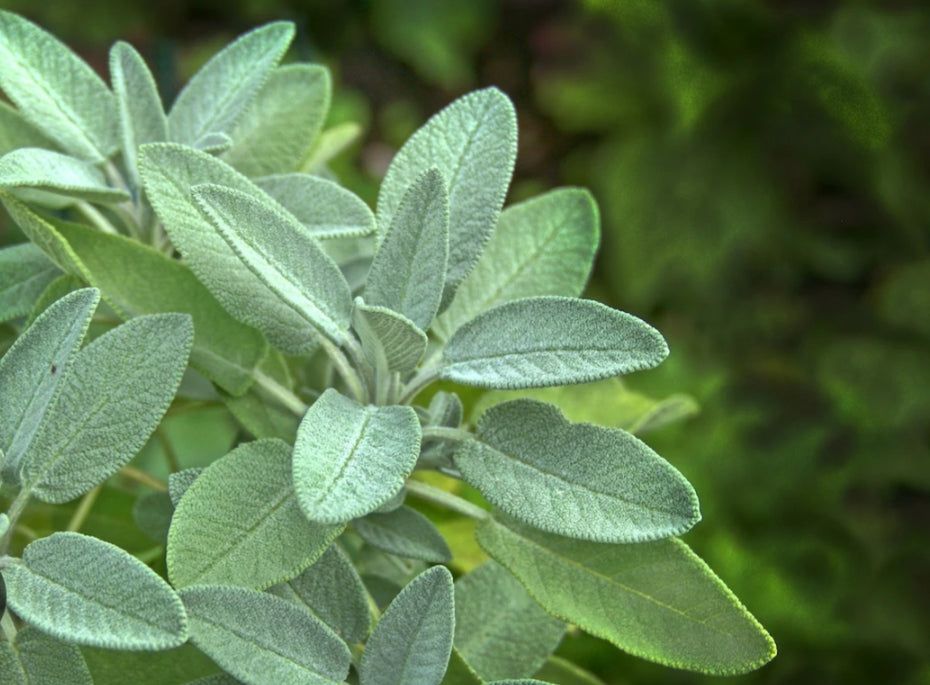 Fresh Sage Plant (Salvia officinalis) | Classic Herb for Cooking, Tea & Wellness | 10cm Pot