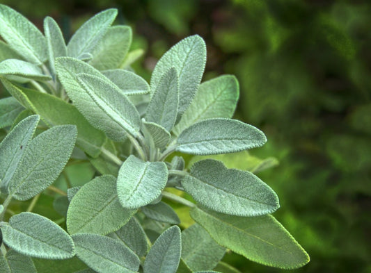 Fresh Sage Plant (Salvia officinalis) | Classic Herb for Cooking, Tea & Wellness | 10cm Pot