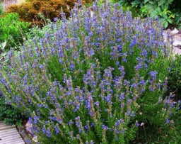 Blue Hyssop Plant (Hyssopus officinalis) | Unique Flavor, Health Benefits & Herbal Tea | 9cm Pot