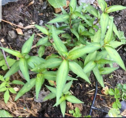 Vietnamese Coriander 10cm Pot.