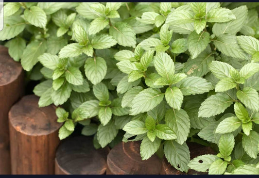 Fresh Orange Mint Plant (Mentha x piperita f.citrata) | Citrus Flavor for Tea & Cooking | 9cm Pot